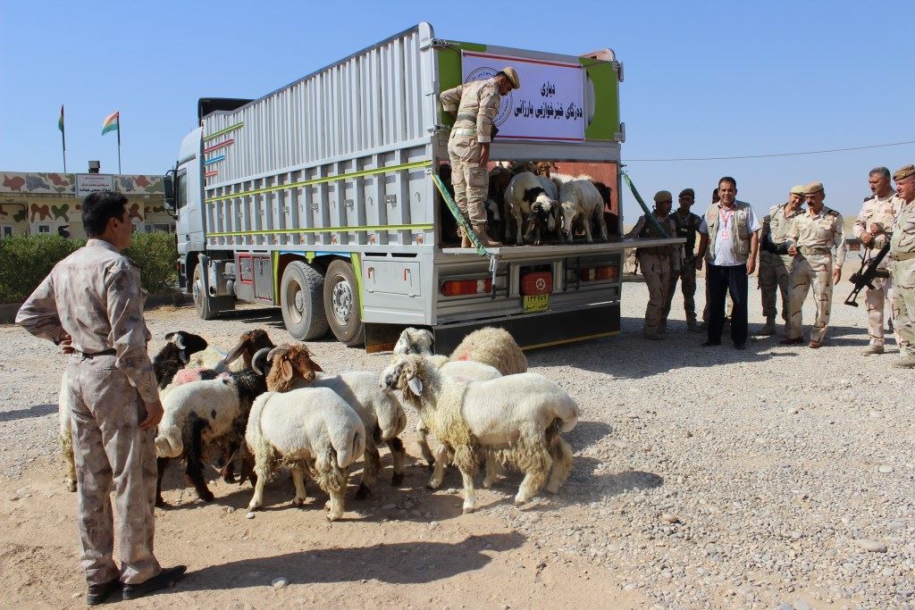 دەزگای خێرخوازی بارزانی دەیان سەر مەڕ و بزن دەگەیەنێتە سەنگەرەكانی پێشمەرگە